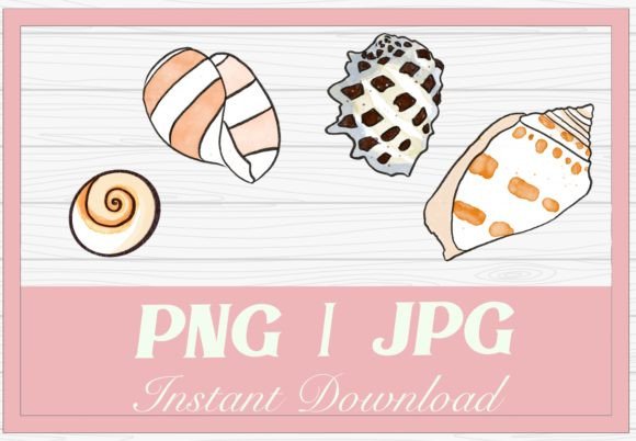 Hawaii Seashells Watercolor Illustration for Design Projects
