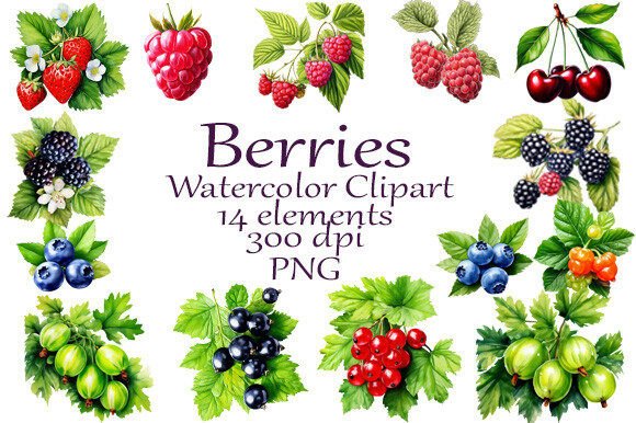 Watercolor Clipart Summer Berries for Creative Branding
