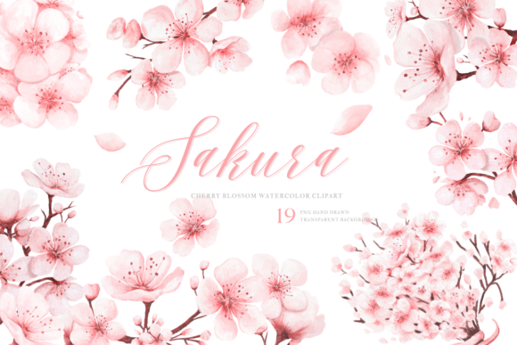 Watercolor Sakura PNG Clipart: Hand Drawn Beauty for Design